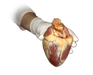 przeszczep nerki trzustki serca wątroby